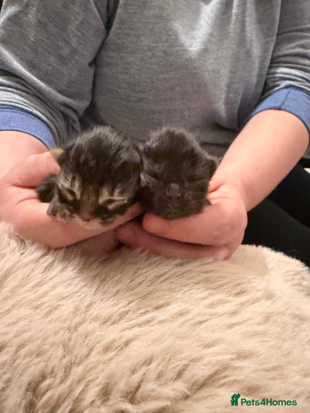 Exotic cats for sale: Beautiful exotic Persian babies - Advert 4