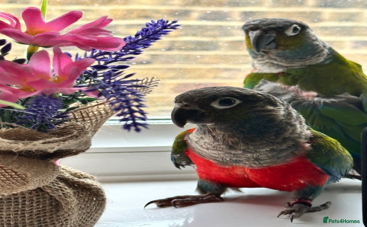 Conures birds - Advert 11