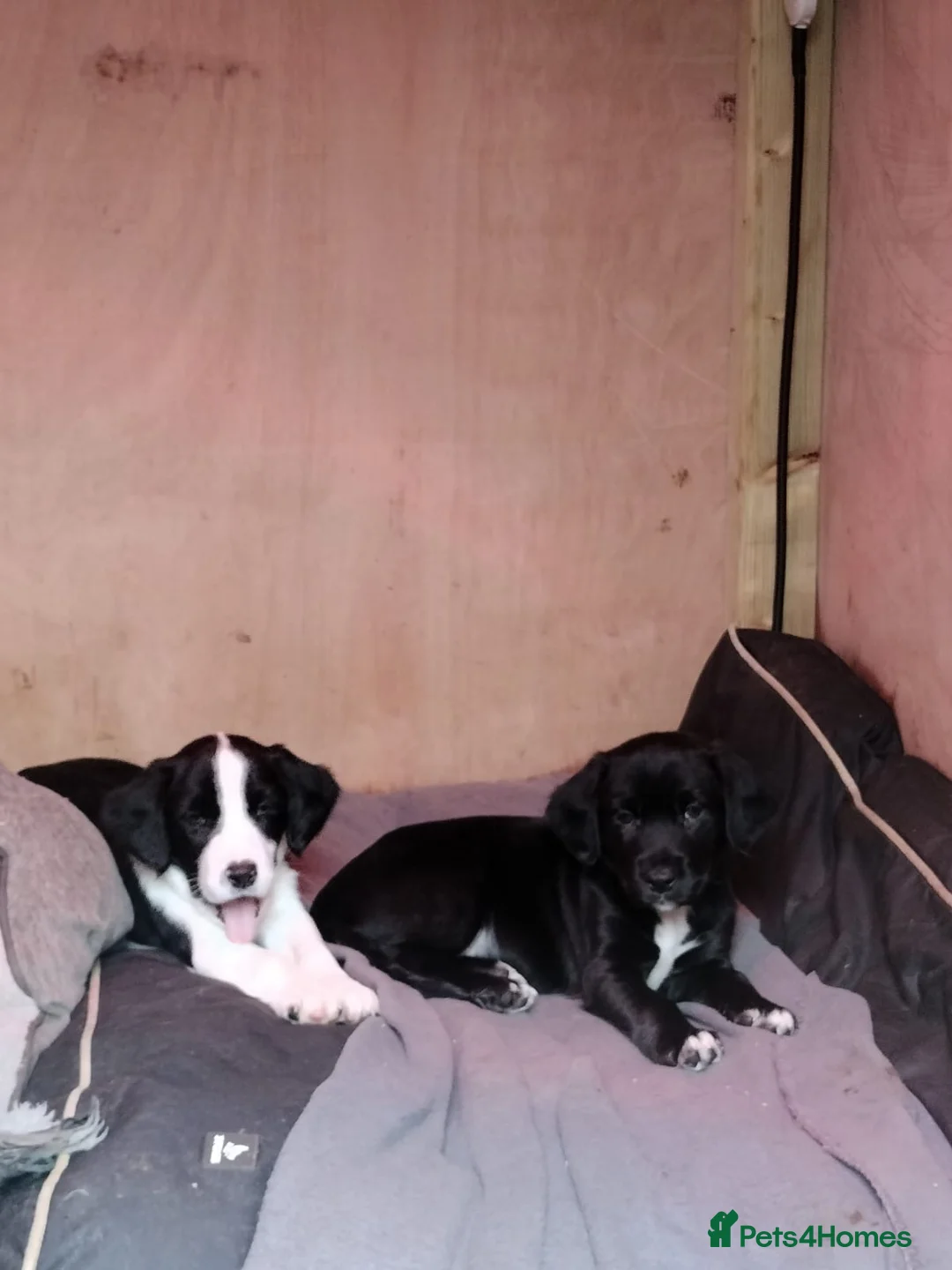 Mixed Breed dogs for sale: Cocker Spaniel x Border Collie Pups in Edgware - Advert 10