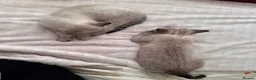 British Shorthair cats for sale: 🌸 British Shorthair Female Kitten – 3 Months Old  in Reading - Advert 14