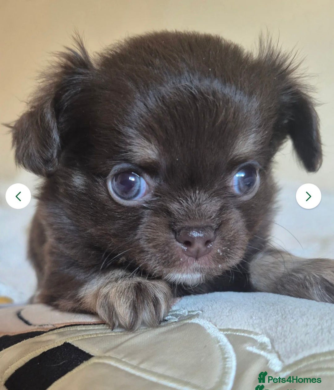 Chihuahua dogs for stud: KC lilac stud in Dagenham - Advert 26