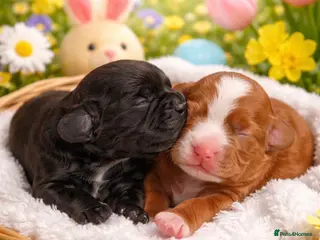 Cockapoo dogs A litter of amazing Cockapoo’s - Advert 6