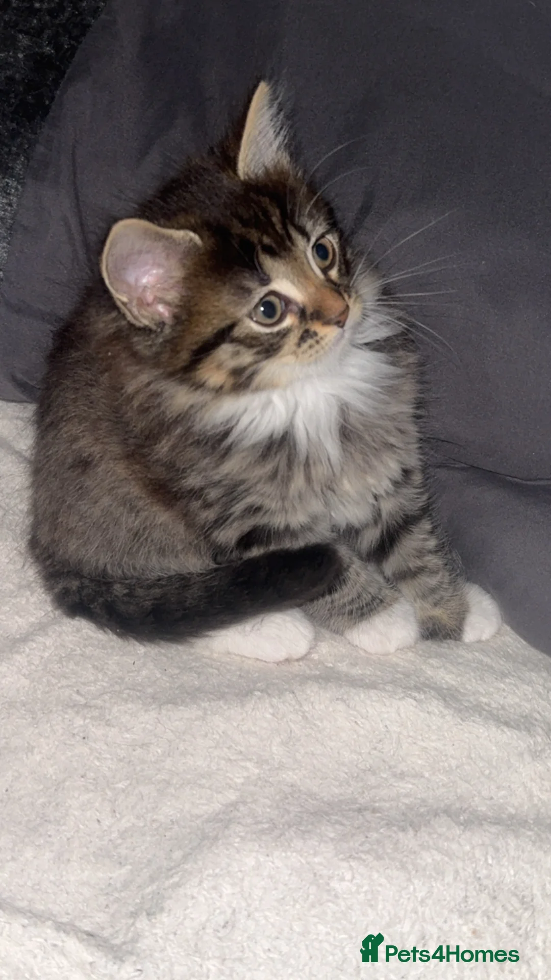 Mixed Breed cats for sale: Long hair kitten - Advert 2