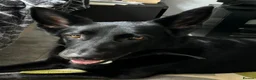 German Shepherd dogs for sale: Laado - gentle loving girl German shepherd in Leicester - Advert 5