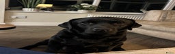 Labrador Retriever dogs for sale: Black Show Chunky female Available  - Advert 4