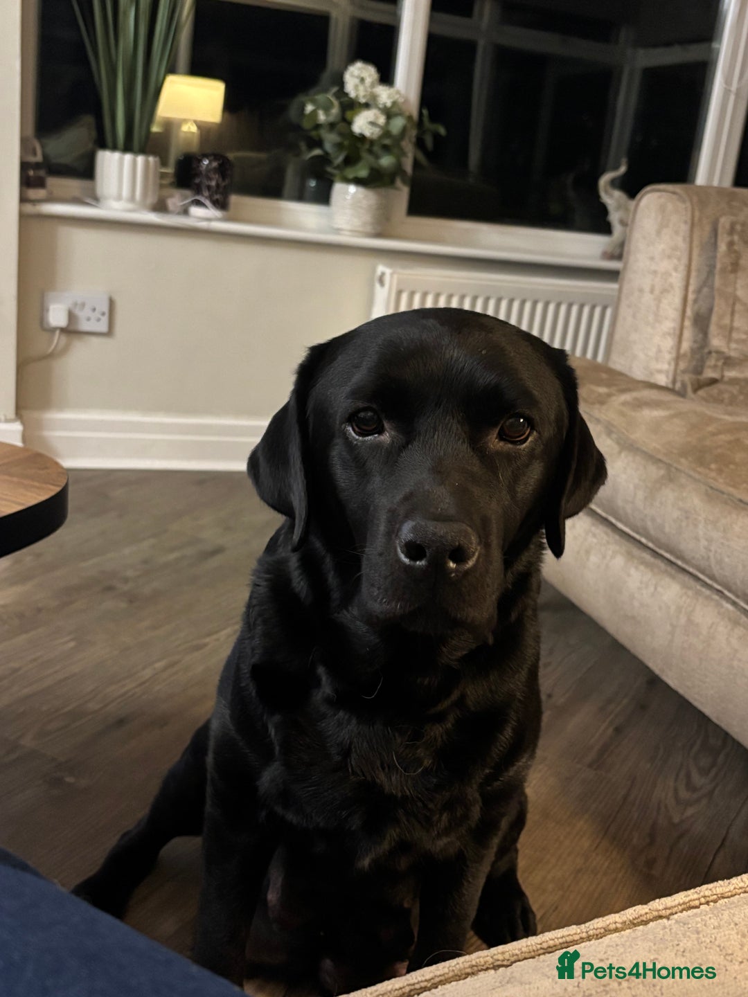 Labrador Retriever dogs for sale: Black Show Chunky female Available  - Advert 4