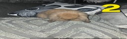 Mini Lion Lop rabbits for sale: Adorable mini lion lop babies mixed - Advert 4