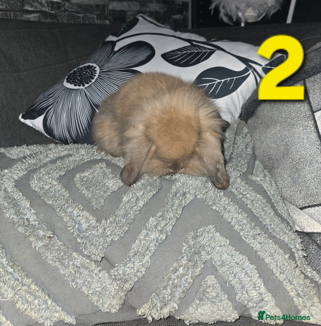 Mini Lion Lop rabbits for sale: Adorable mini lion lop babies mixed - Advert 4