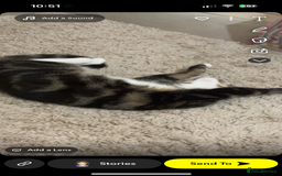 Mixed Breed cats for sale: Female cat for rehoming  - Image 2