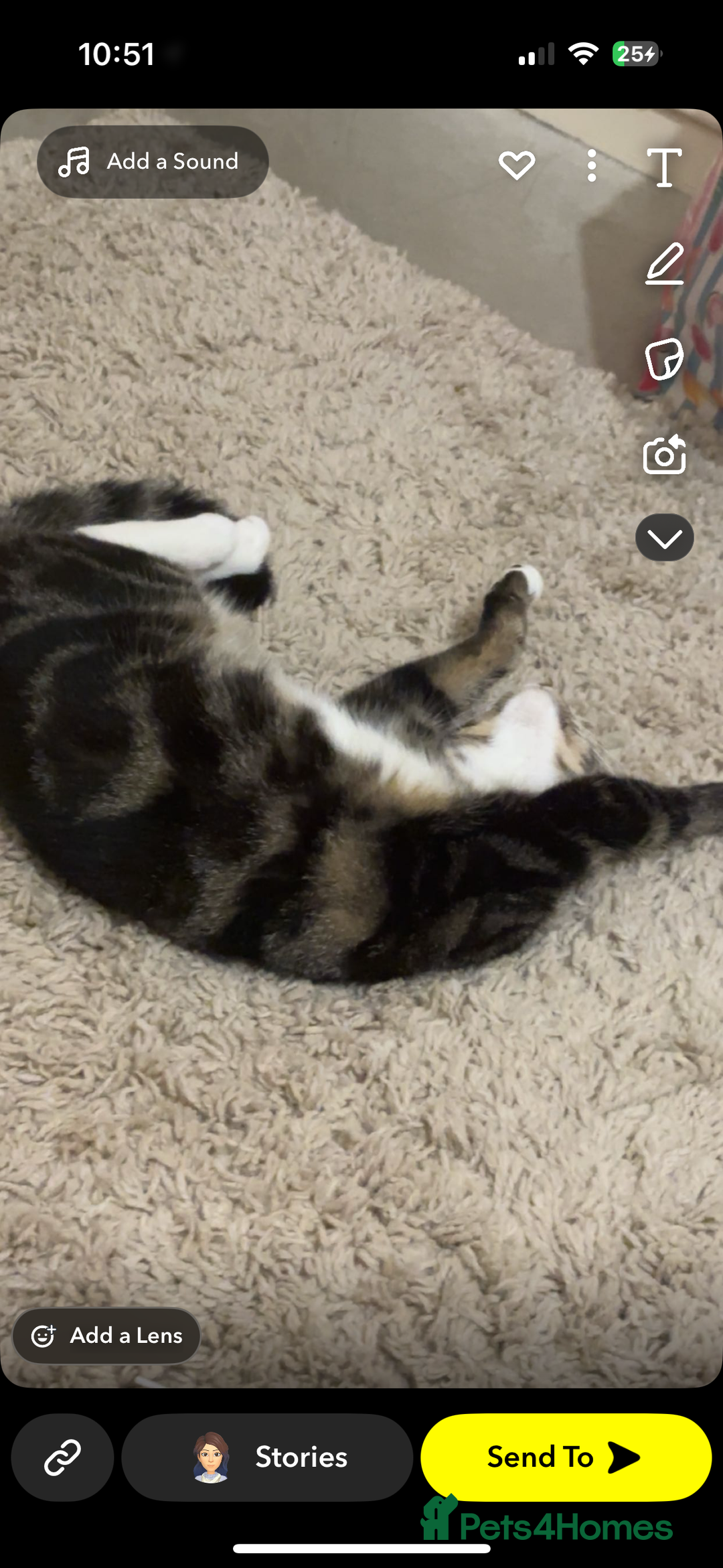 Mixed Breed cats for sale: Female cat for rehoming  - Image 2