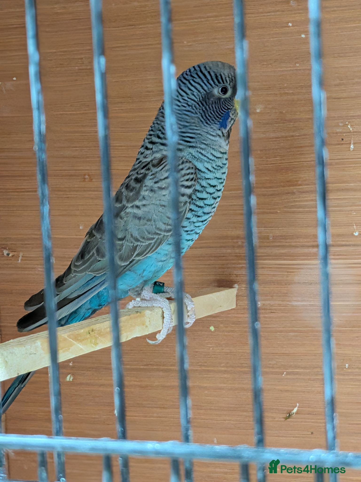 Budgerigars birds Black faced black winged Budgies  - Advert 12