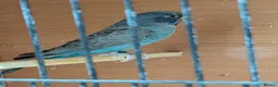 Budgerigars birds for sale: Black faced black winged Budgies  - Advert 1