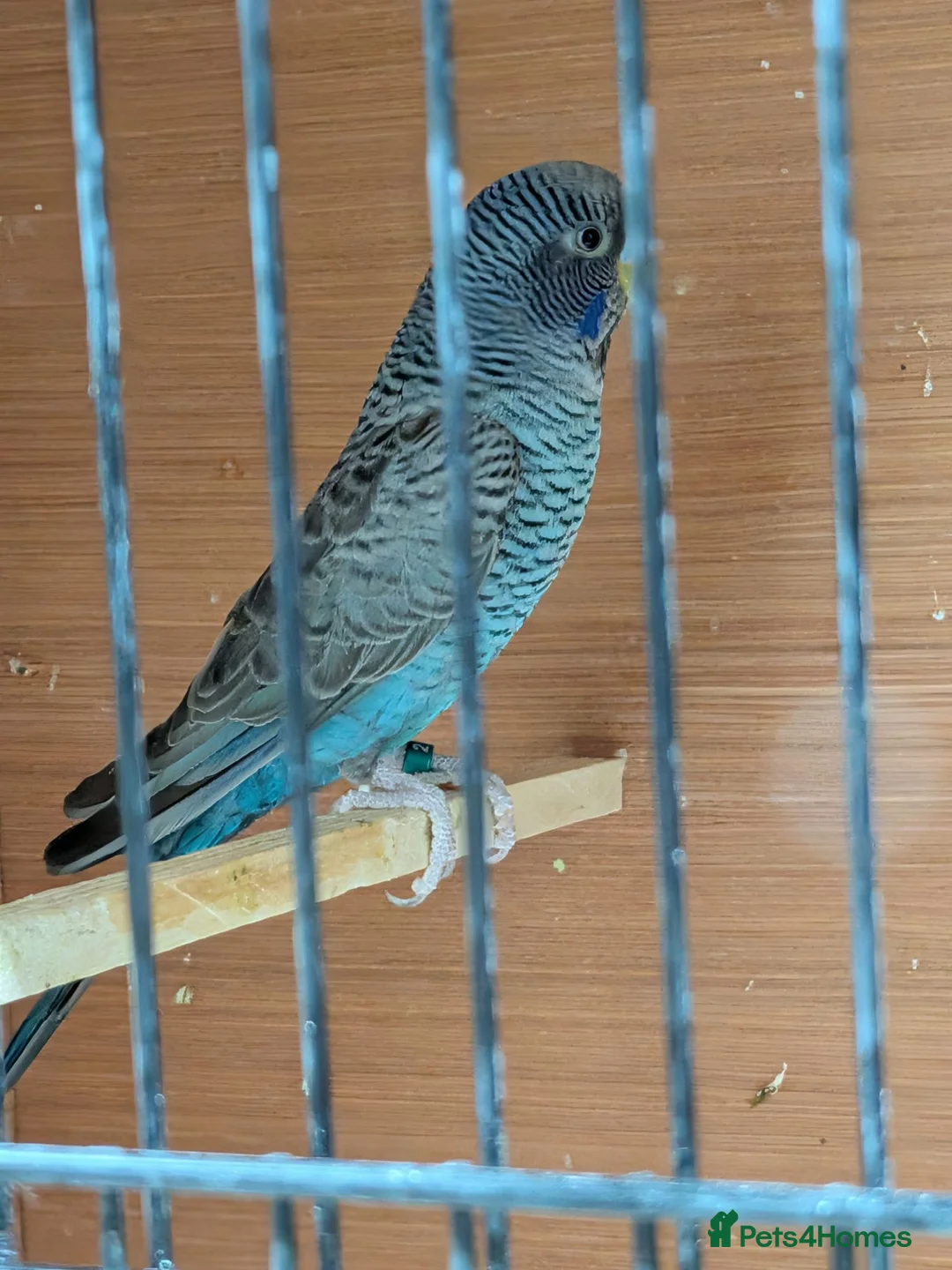 Budgerigars birds for sale: Black faced black winged Budgies  - Advert 1