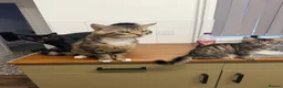 Maine Coon cats for sale: Maine coon x Bombay x Tabby - Advert 7