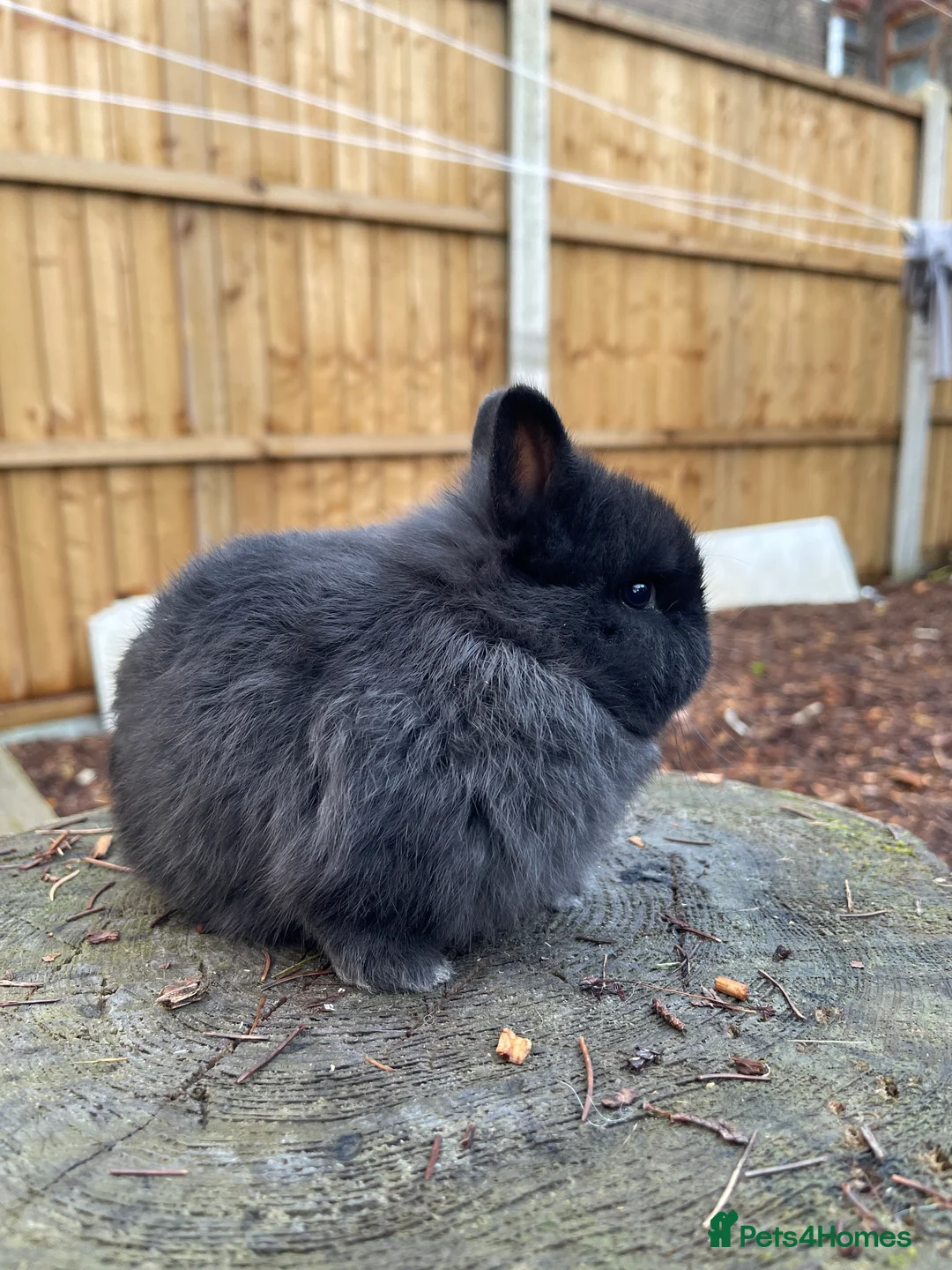 Netherland Dwarf rabbits for sale: Beautiful Netherland Dwarf Baby Rabbits  - Advert 17