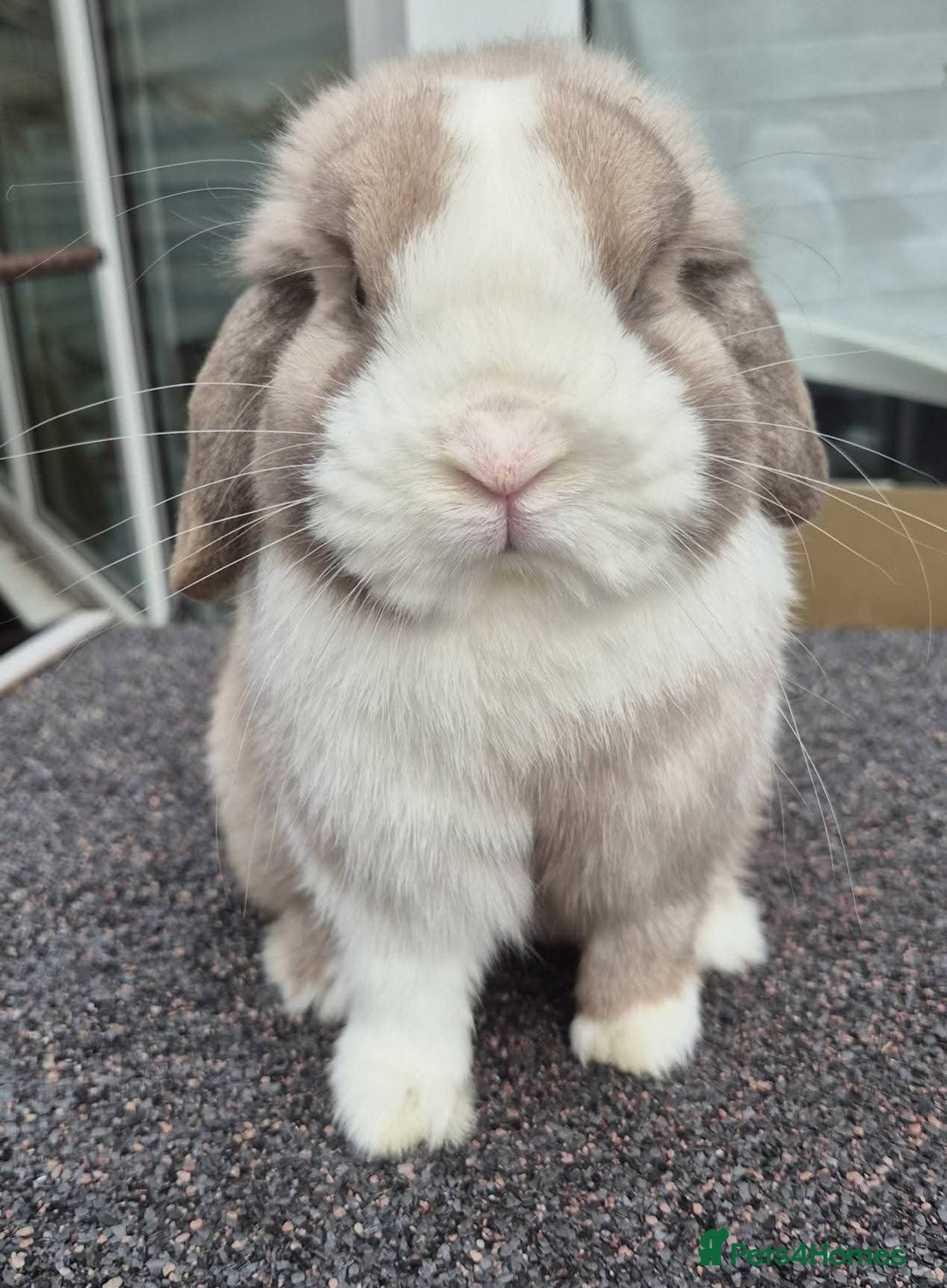 Mini Lop rabbits for sale: Mini lops - Image 5