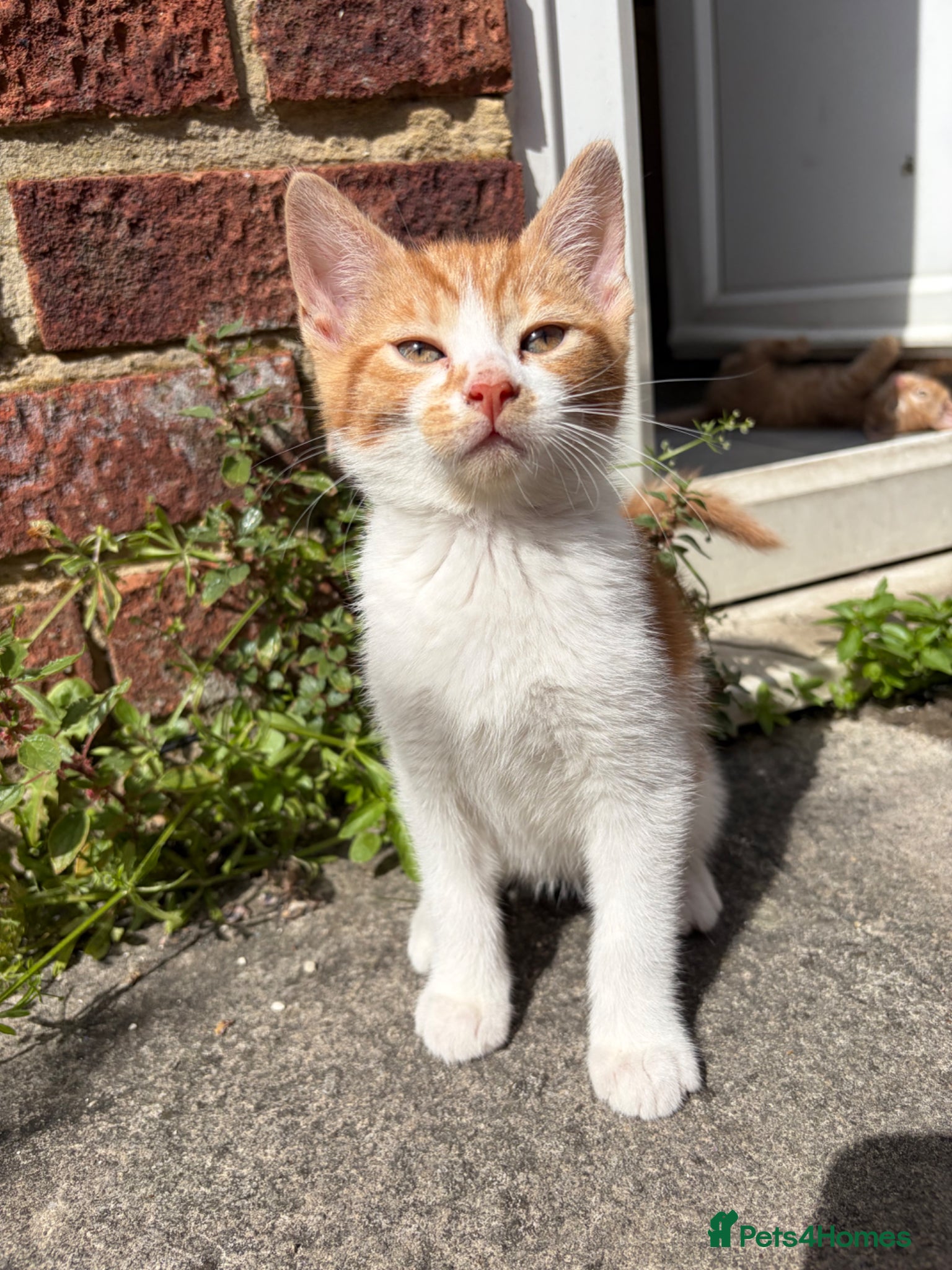 Mixed Breed cats for sale: Beautiful litter of kittens - Advert 11