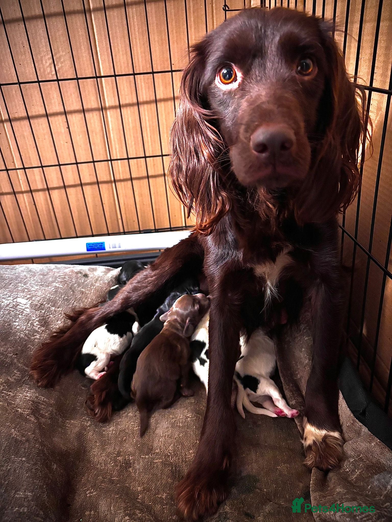 Sprocker dogs Adorable sprocker pups - Advert 1