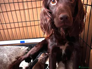 Sprocker dogs Adorable sprocker pups - Advert 1