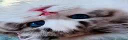 Ragdoll cats for sale: Rare Blue Torte Bi Colour Lynx  - Advert 7