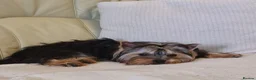Yorkshire Terrier dogs for sale: Purebreed Yorkshire Terrier - Advert 2