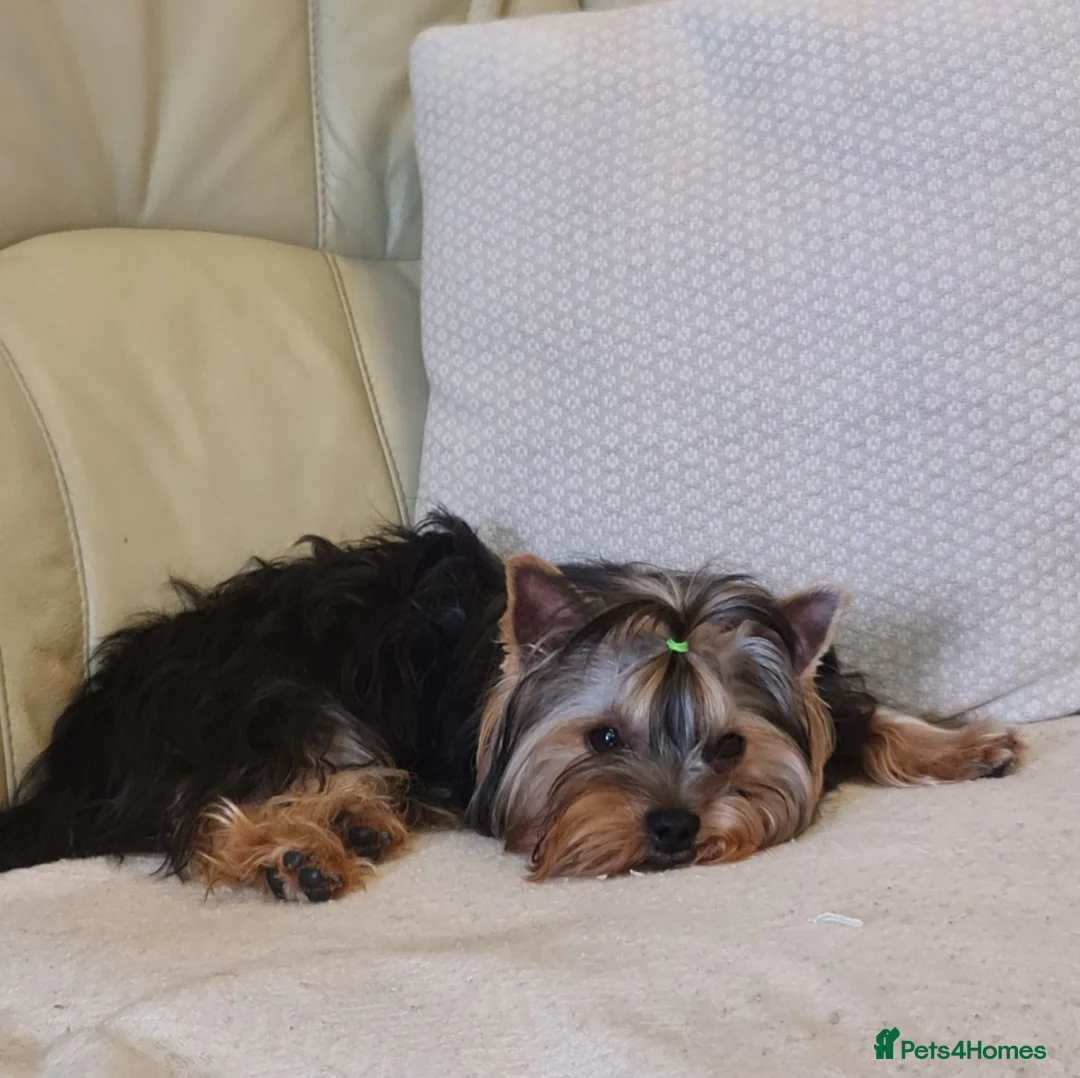 Yorkshire Terrier dogs for sale: Purebreed Yorkshire Terrier - Advert 2