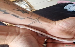 Corn Snake reptiles for sale: Lavender male cornsnake - Image 4
