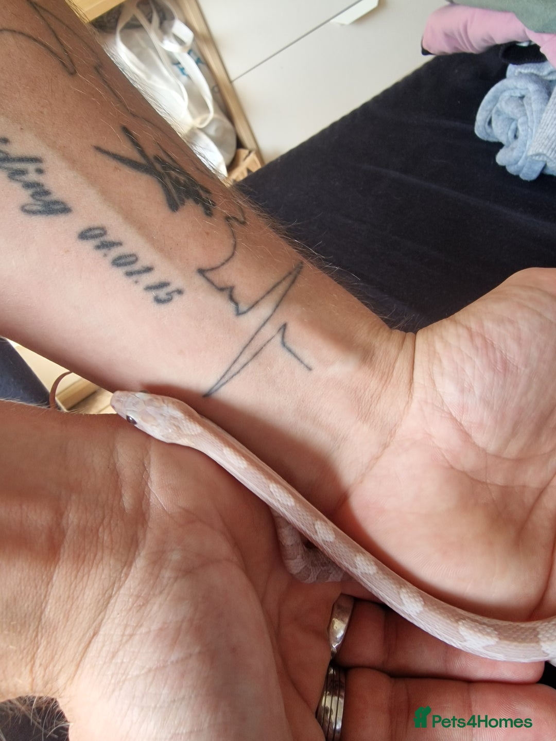 Corn Snake reptiles for sale: Lavender male cornsnake - Image 4