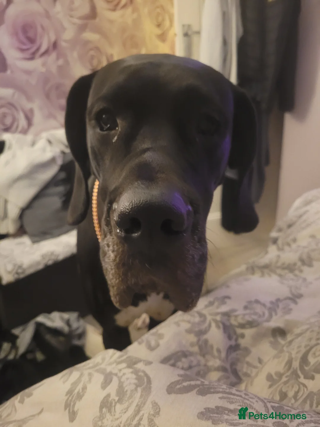 Great Dane dogs for sale: Dolcy - Advert 10