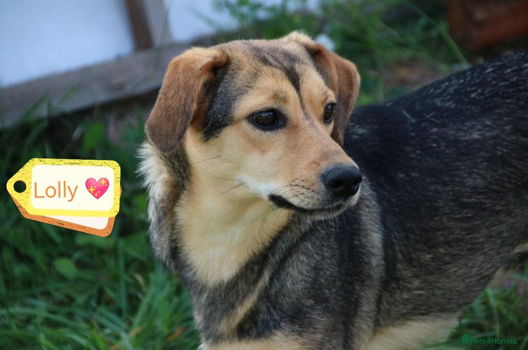 Mixed Breed dogs for adoption: 💖🐶 LOLLY 🐶💖 - Image 13