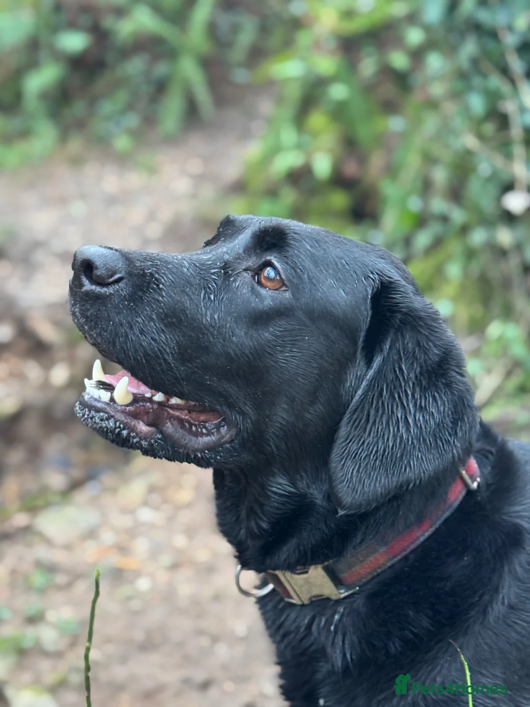 Labrador Retriever dogs for sale: Premium Pedigree Puppies for Labrador Lovers - Advert 2