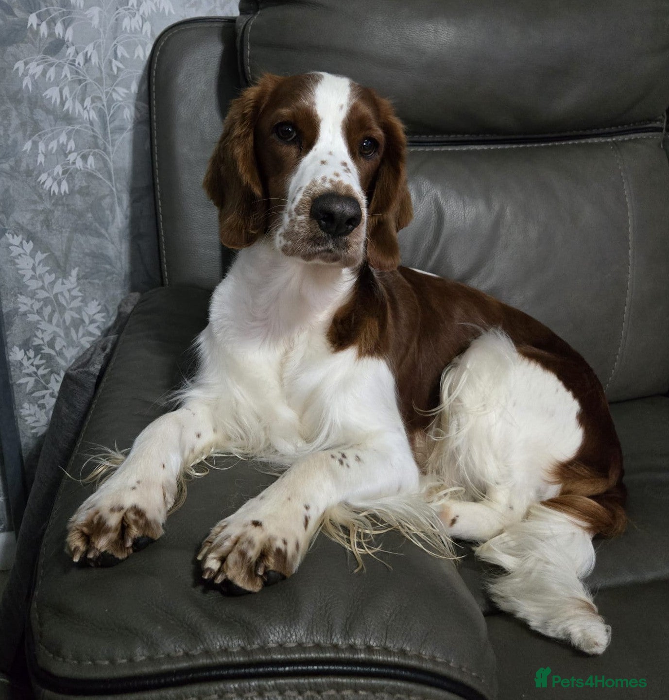 Welsh Springer Spaniel dogs Exceptionally promising litter of quality puppies in Camborne - Advert 2