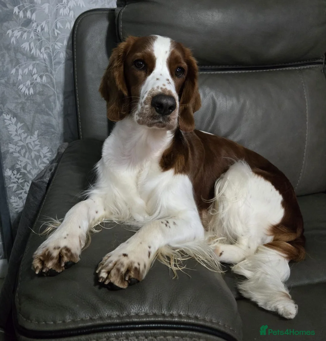 Welsh Springer Spaniel dogs for sale: Exceptionally promising litter of quality puppies in Camborne - Advert 1
