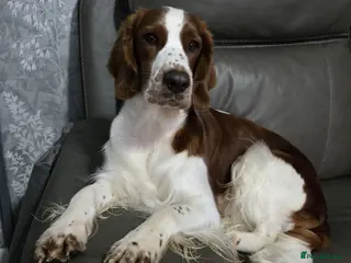 Welsh Springer Spaniel dogs Exceptionally promising litter of quality puppies in Camborne - Advert 2