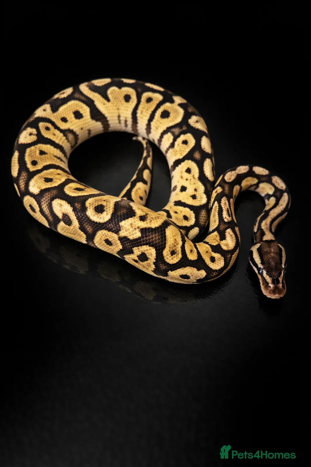 Python Snake reptiles for sale: BP - Offers Welcome - Advert 3