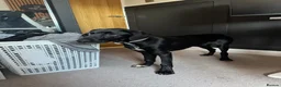 Mixed Breed dogs for sale: 7 month old dalmador  in Wakefield - Advert 2