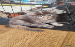 Maine Coon cats for sale: Fully health tested and Tica registered  in Great Missenden - Image 32
