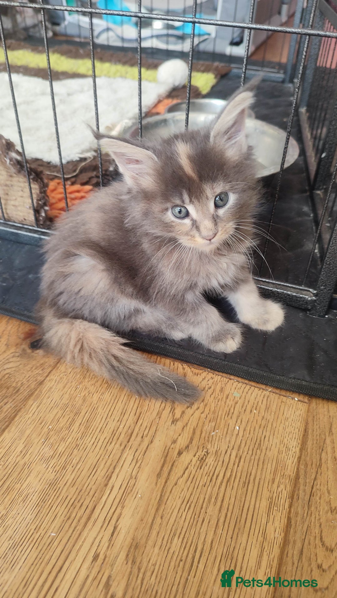 Maine Coon cats for sale: Fully health tested and Tica registered  in Great Missenden - Image 32
