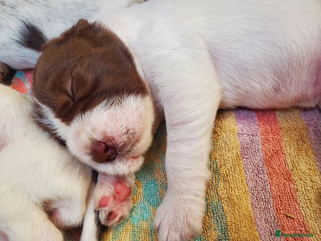 Italian Spinone dogs for sale: KC reg Italian Spinone  Puppies  - Advert 2
