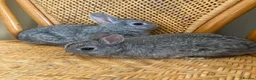 Netherland Dwarf rabbits for sale: 2 handsome pure bred Netherland Dwarf rabbits - Advert 25