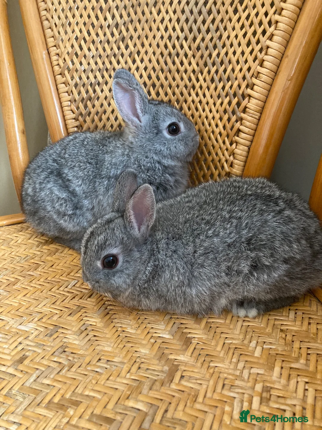 Netherland Dwarf rabbits for sale: 2 handsome pure bred Netherland Dwarf rabbits - Advert 25