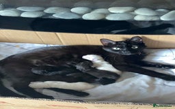 Domestic Shorthair cats for sale: 4 beautiful kittens  - Image 1