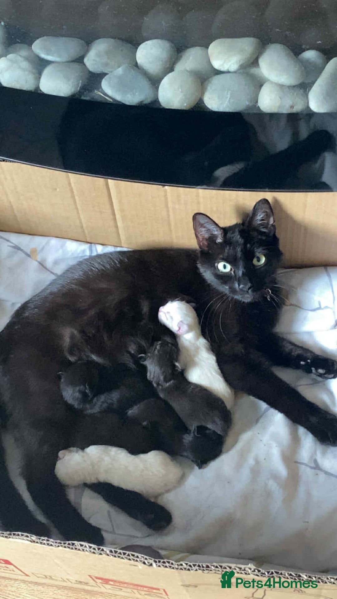 Domestic Shorthair cats for sale: 4 beautiful kittens  - Image 1