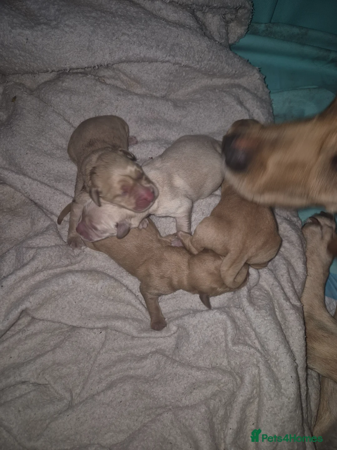 Labrador Retriever dogs for sale: Puppies born 22nd April  - Advert 8
