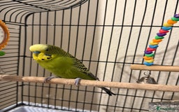 Budgerigars birds for sale: Two Budgies  - Image 3