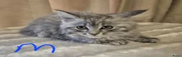 Maine Coon cats for sale: Maine coon kittens - Advert 5