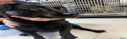 Mixed Breed dogs for adoption: Penelope for adoption in Leigh-on-Sea - Advert 3