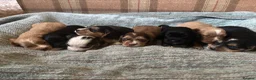 Cocker Spaniel dogs for sale: beautiful show cocker spaniel puppies  - Advert 5