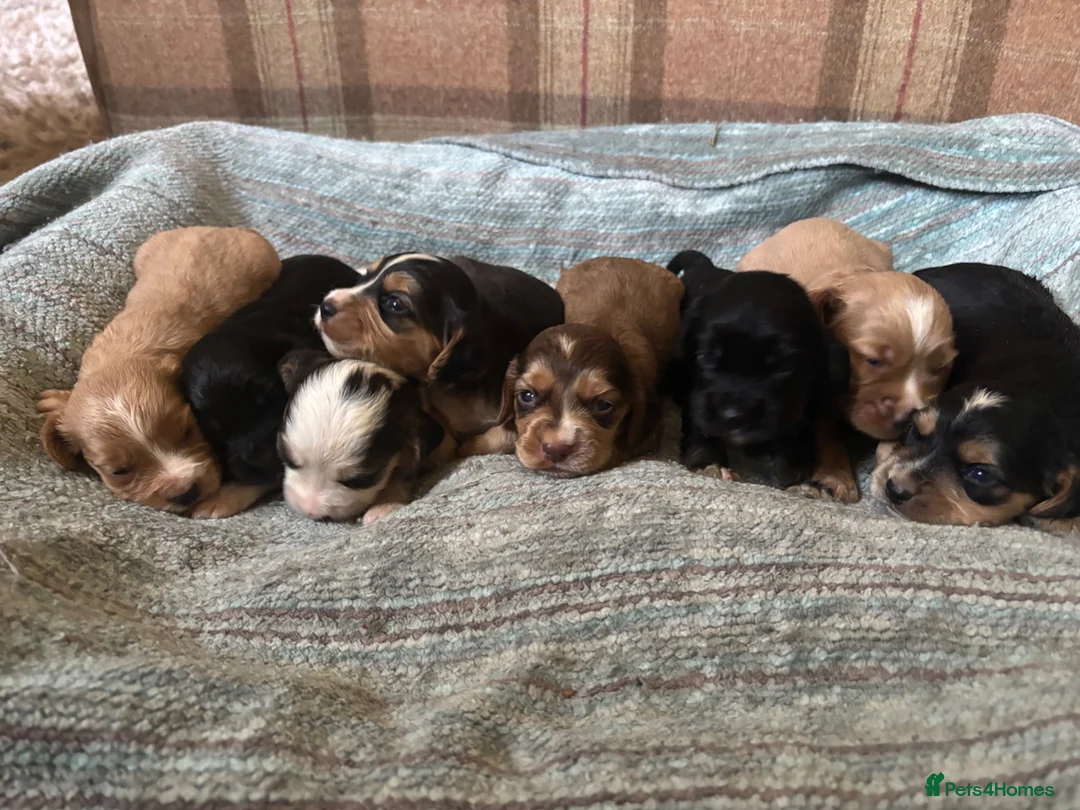 Cocker Spaniel dogs for sale: beautiful show cocker spaniel puppies  - Advert 5