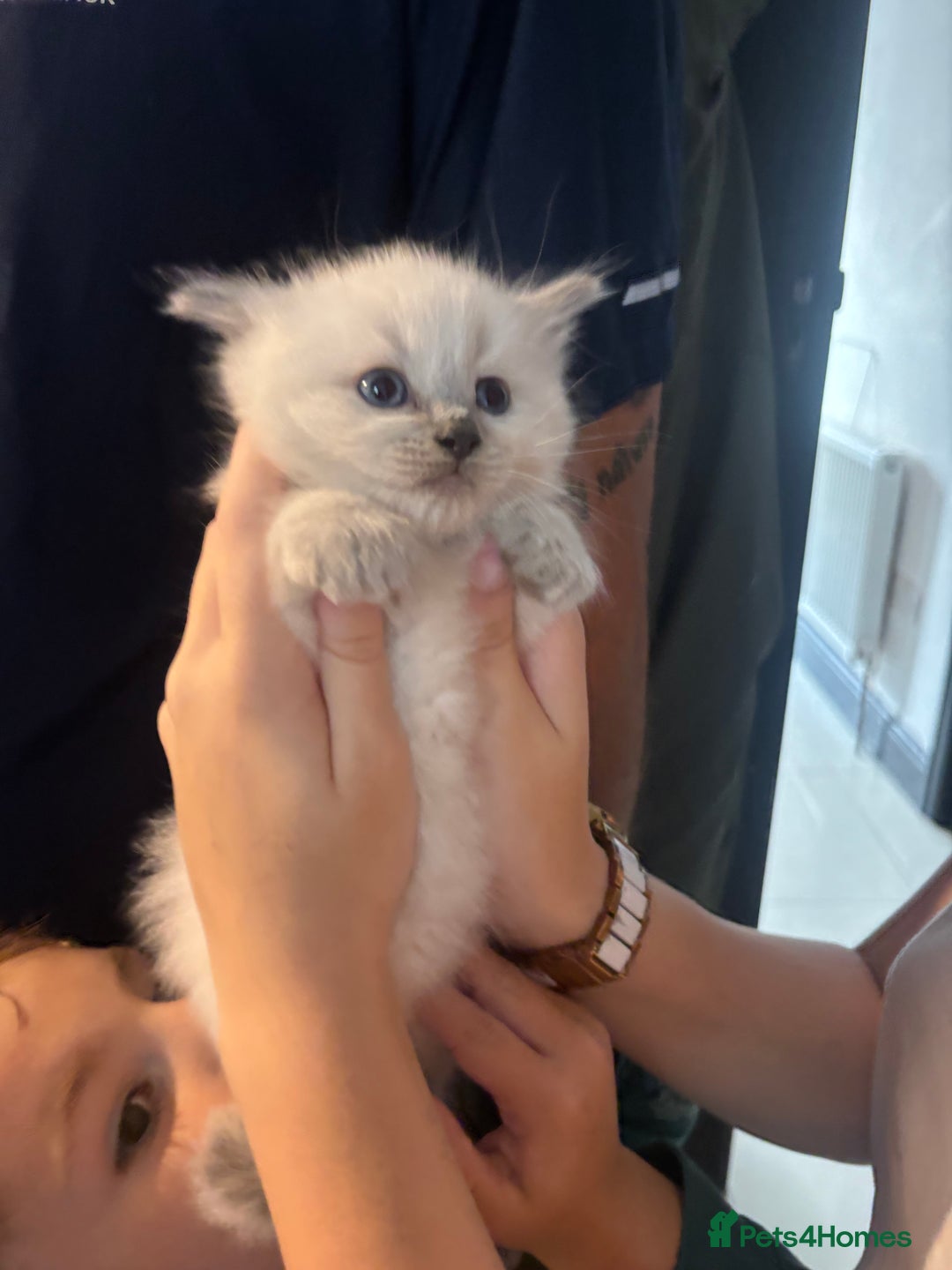 Ragdoll cats for sale: Ragdolls kittens  - Image 2